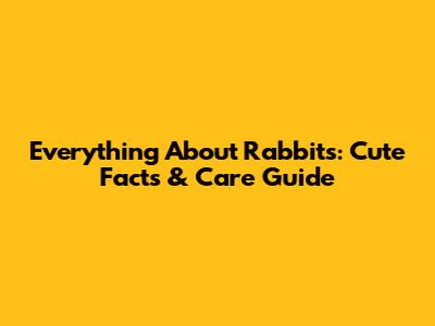 Everything About Rabbits: Cute Facts & Care Guide