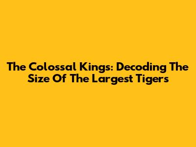 The Colossal Kings: Decoding The Size Of The Largest Tigers